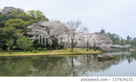 倒映在池塘裡的櫻花(三溪園) 倒映在池塘裡的櫻花(三溪園) 117924233