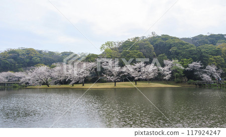倒映在池塘裡的櫻花(三溪園) 倒映在池塘裡的櫻花(三溪園) 117924247