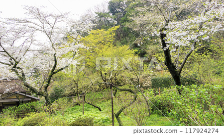 Cherry blossoms reflected in the pond (Sankeien Garden) 117924274