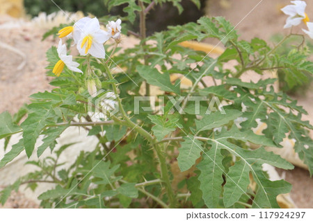 Solanum sisymbriifolium plant on jungle 117924297