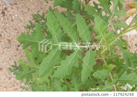 Solanum sisymbriifolium plant on jungle 117924298