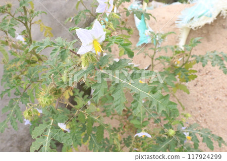 Solanum sisymbriifolium plant on jungle 117924299