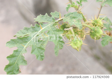 Solanum sisymbriifolium plant on jungle 117924300