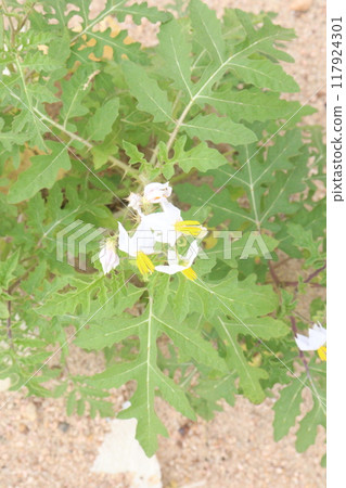 Solanum sisymbriifolium plant on jungle 117924301