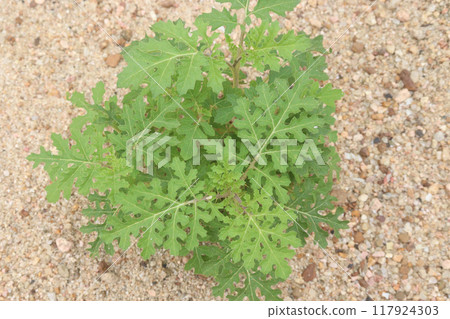 Solanum sisymbriifolium plant on jungle Solanum sisymbriifolium plant on jungle 117924303