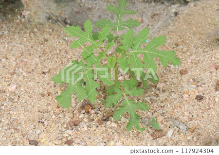 Solanum sisymbriifolium plant on jungle 117924304