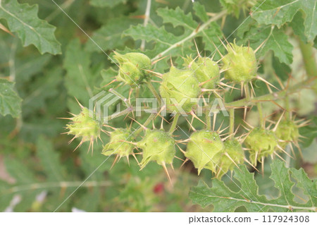Solanum sisymbriifolium plant on jungle 117924308