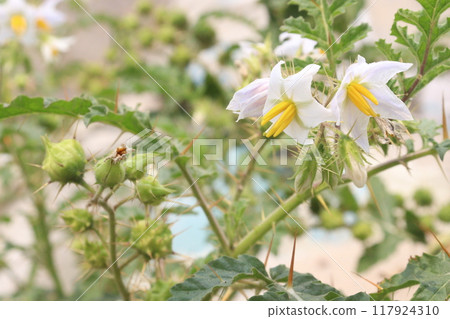 Solanum sisymbriifolium plant on jungle 117924310