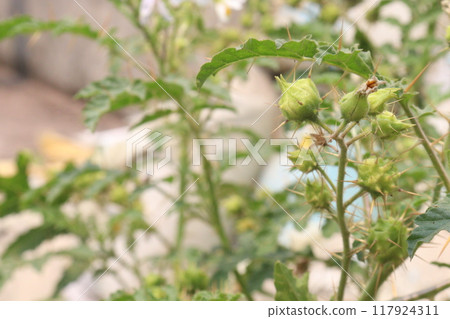 Solanum sisymbriifolium plant on jungle 117924311