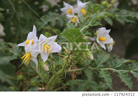 Solanum sisymbriifolium plant on jungle 117924312