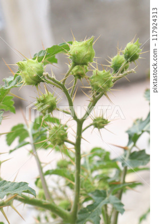 Solanum sisymbriifolium plant on jungle 117924313