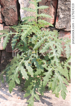 Solanum sisymbriifolium plant on jungle 117924319