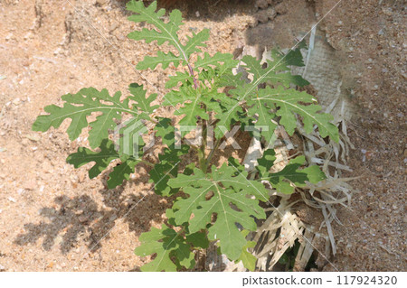 Solanum sisymbriifolium plant on jungle 117924320