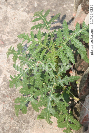 Solanum sisymbriifolium plant on jungle Solanum sisymbriifolium plant on jungle 117924322