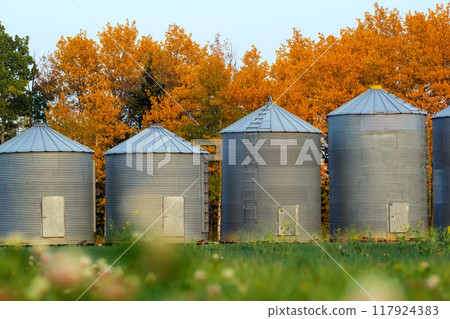 Old steel round grain bins are standing in a row along the wood with yellow autumn foliage in the field. Old steel round grain bins are standing in a row along the wood with yellow autumn foliage in the field. 117924383