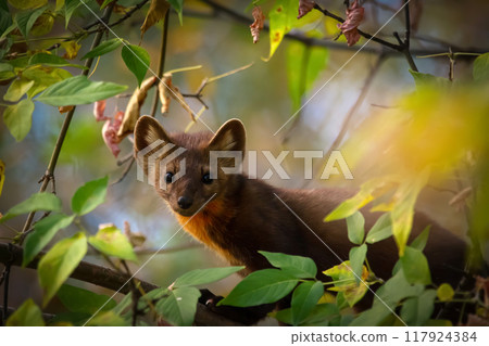 Cute Pine marten in brown summer fur is hiding in dense foliage on a tree and looking alerted. Cute Pine marten in brown summer fur is hiding in dense foliage on a tree and looking alerted. 117924384