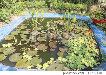 small pond with lily for sell small pond with lily for sell 117924403