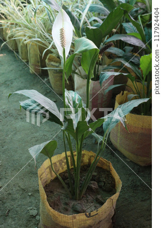 Spathiphyllum kochii flower plant on nursery Spathiphyllum kochii flower plant on nursery 117924404