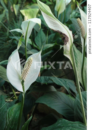 Spathiphyllum kochii flower plant on nursery 117924407