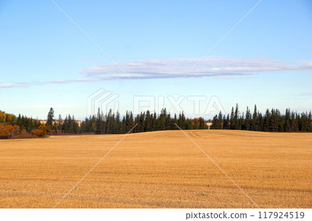 Landscape photography in autumn prairies - agricultural field with stubbles after harvest, trees with yellow and orange leaves and cloudy sky. 117924519