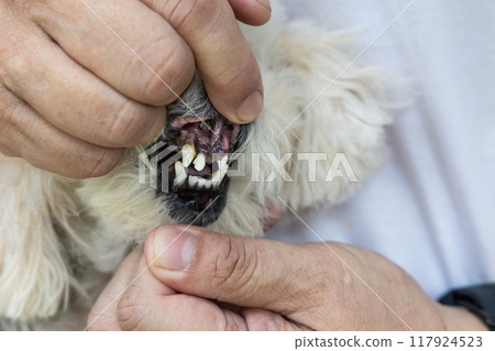 Dog with teeth gingivitis decay and gum problem had most of her teeth extracted to prevent other health issues. 117924523