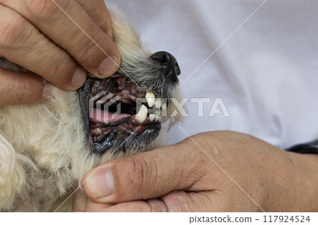 Dog with teeth gingivitis decay and gum problem had most of her teeth extracted to prevent other health issues. 117924524