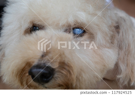 Toy poodle pet dog suffering from advanced cataract problem on her left eye. 117924525