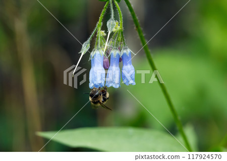 Vibrant Blue and pink flowers of Tall bluebells (Northern bluebells or Tall lungwort) are blooming in summer in the forest floor. 117924570
