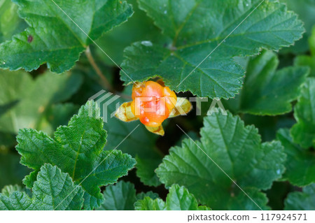 Bright orange ripe Cloudberry (nordic berry, bakeapple, knoutberry) is growing in the wild forest among green foliage. 117924571