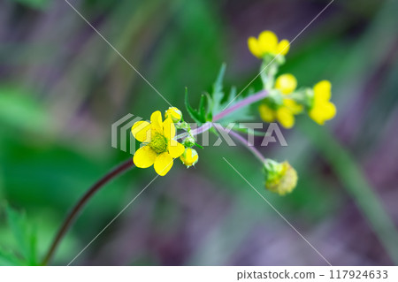 Bunch of little yellow flowers of Geum aleppicum (commonly called yellow avens or common avens) are blooming in the summer meadow among grasses. 117924633
