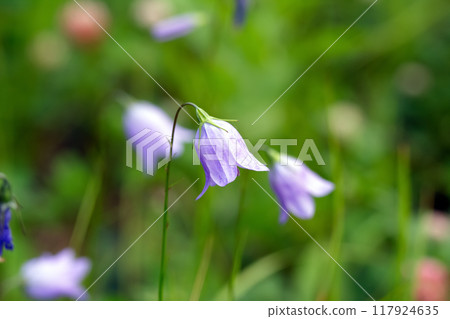 Delicate blue flowers of Harebell, or Scottish bluebell, are growing among grasses in the wild in summer meadow. Delicate blue flowers of Harebell, or Scottish bluebell, are growing among grasses in the wild in summer meadow. 117924635