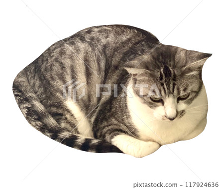 A white cat looking down on a white background A white cat looking down on a white background 117924636