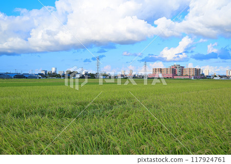 Blue sky and white clouds, city and rice fields, Saitama New Urban Center area 117924761