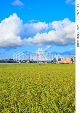 藍天白雲,城市稻田,走向埼玉新都心 藍天白雲,城市稻田,走向埼玉新都心 117924914