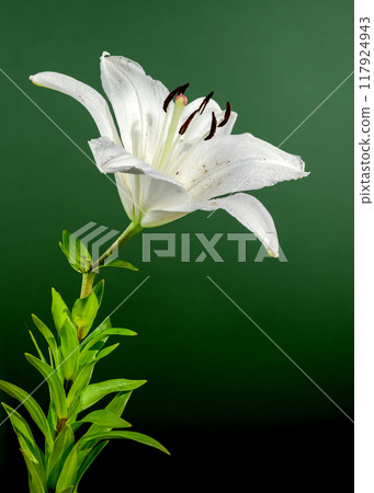 Blooming white lily on a green background Blooming white lily on a green background 117924943