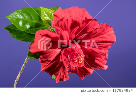 Double red hibiscus on a purple background 117924954