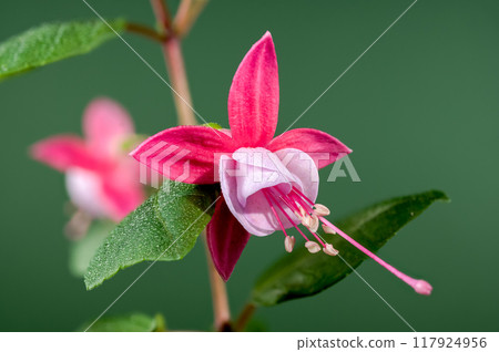 Blooming pink Fuchsia Claudia on a green background 117924956