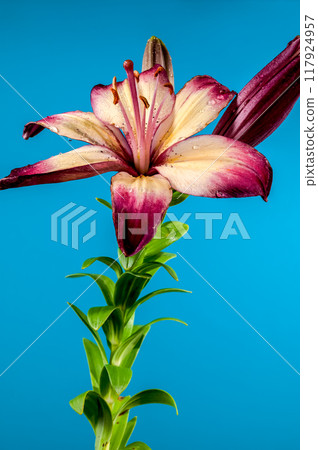 Blooming orange lollypop lily on a blue background 117924957