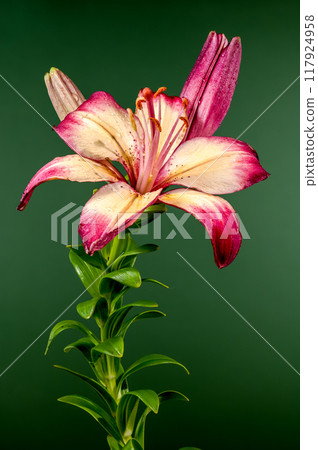 Blooming orange lollypop lily on a green background 117924958