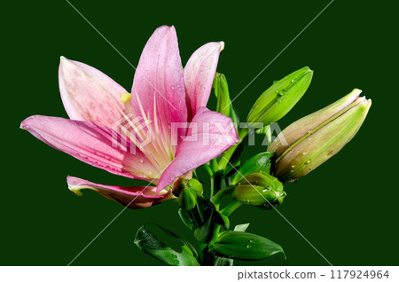 Blooming pink lily on a green background 117924964