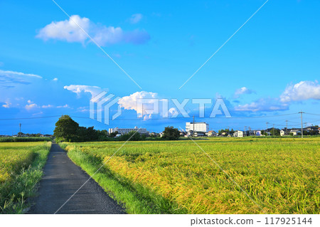 Blue sky and white clouds, summer sky, city and rice fields, Saitama city 117925144