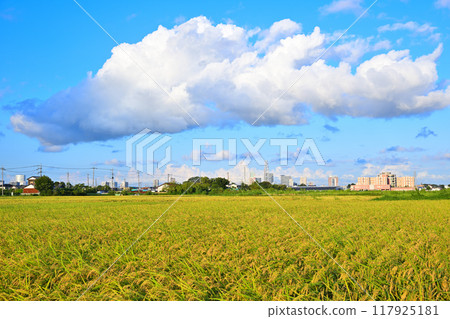 藍天白雲，城市稻田，走向埼玉新都心 117925181