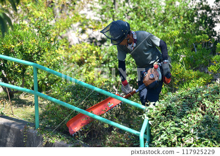 Gardener trimming hedge with engine hedge trimmer 117925229