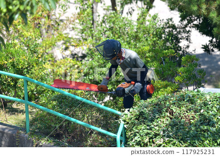 Gardener trimming hedge with engine hedge trimmer 117925231