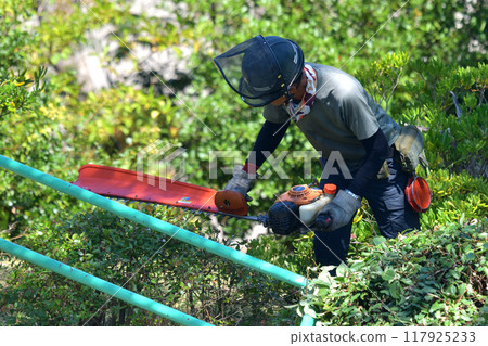 Gardener trimming hedge with engine hedge trimmer 117925233