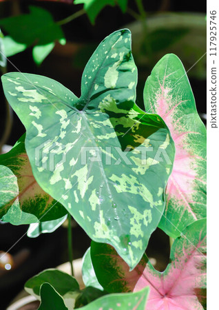 Colocasia Esculenta Hilo Beauty,Colocasia or Esculenta Hilo or Colocasia bicolor 117925746