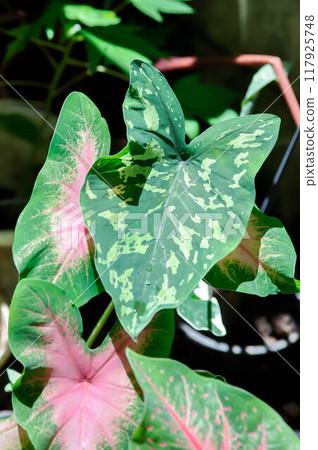 Colocasia Esculenta Hilo Beauty,Colocasia or Esculenta Hilo or Colocasia bicolor 117925748