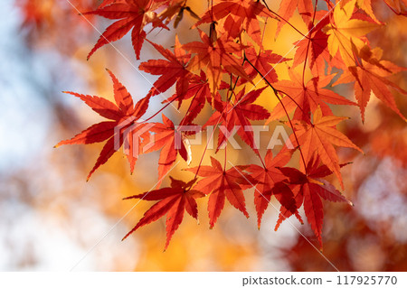 Autumn scenery Beautiful colorful autumn leaves 117925770