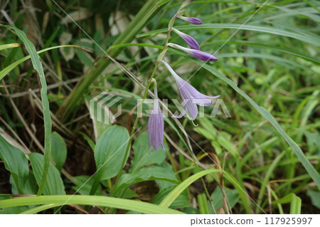 Hosta maxima flowers add a refreshing purple glow to the summer forest 117925997