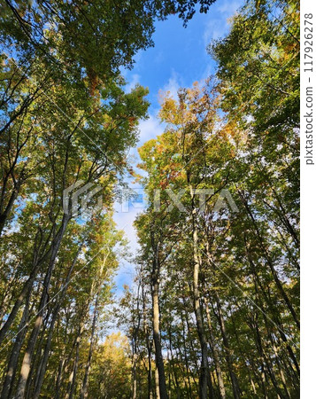 Bijinrin (Beautiful Women Forest) Tokamachi, Niigata Prefecture Bijinrin (Beautiful Women Forest) Tokamachi, Niigata Prefecture 117926278